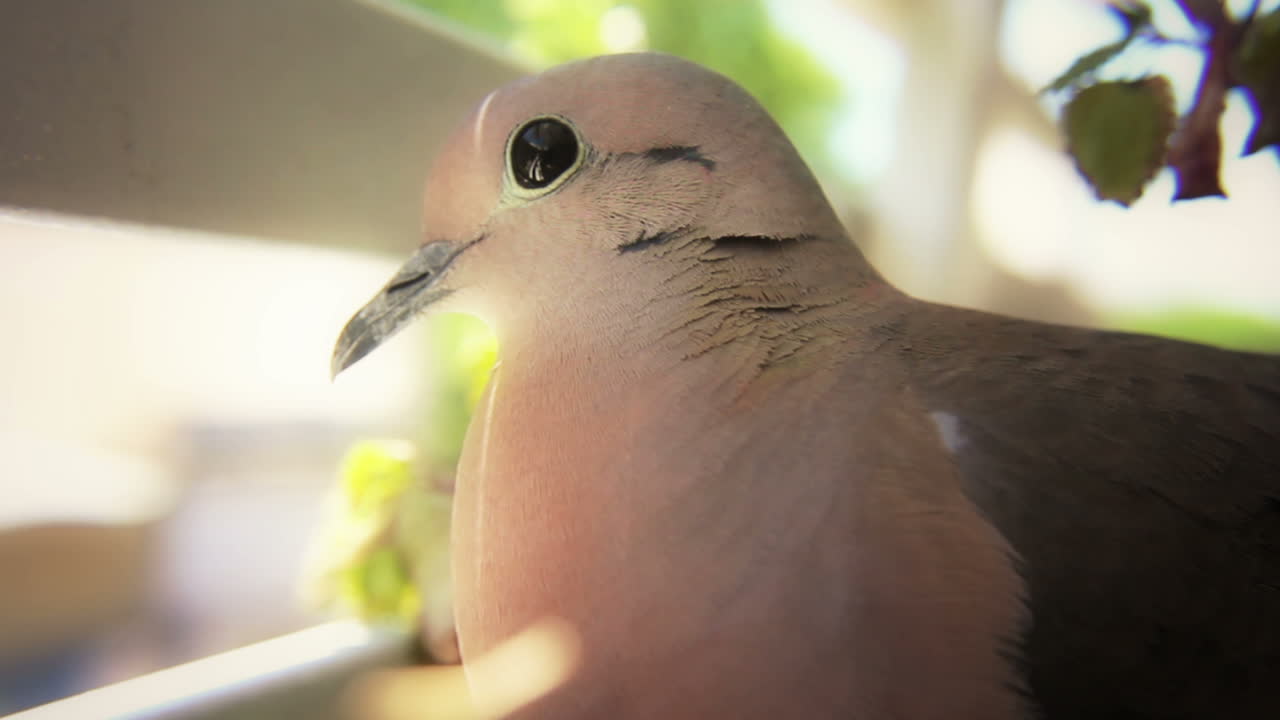 Close-up of a Peaceful Dove Bird Looking Calmly