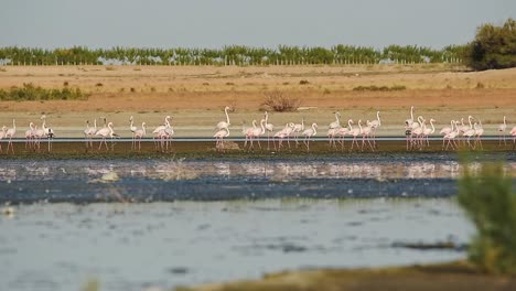 Flock-of-graceful-flamingos-walking-on-lake-in-sunset