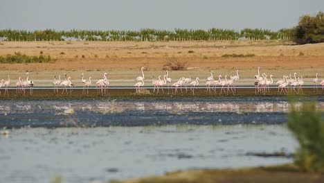 flock of graceful flamingos walking on lake in sunset