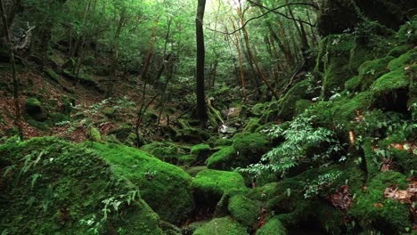 shiratani unsukiyo rainforest in japan, 4k slow motion