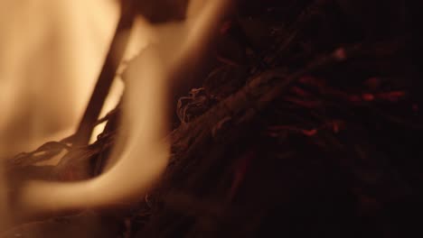 a beautiful fire burning in a camp at night, static close up shot