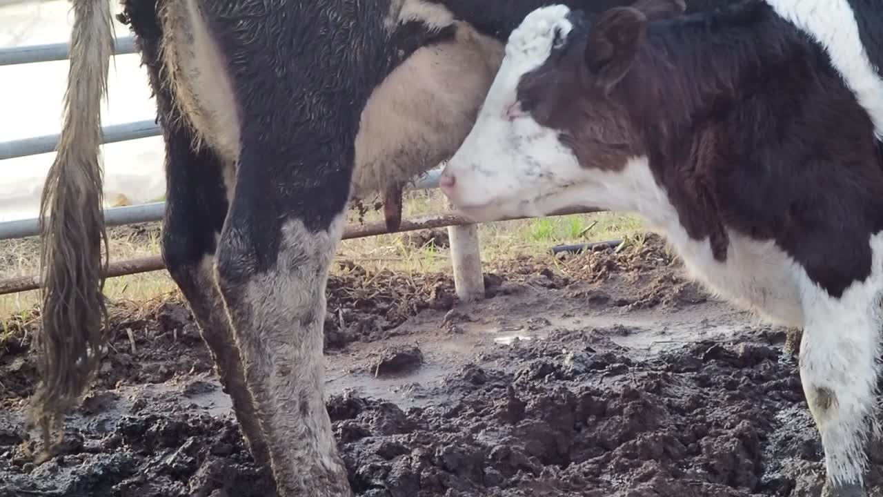 Ternero sucio mamando leche en el barro
