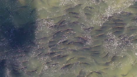 salmon swimming upstream in a river during their migration season, aerial view