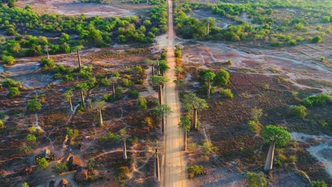 Clip-Aéreo-Amplio:-Vuela-Sobre-El-Camino-Polvoriento-Por-Encima-De-Los-Enormes-Baobabs-Endémicos