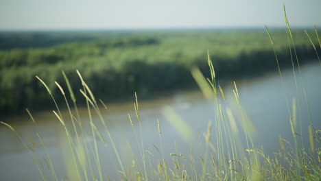 a serene close-up shot focusing on tall grasses swaying in the breeze, with a blurred view of a lake and dense forest in the background