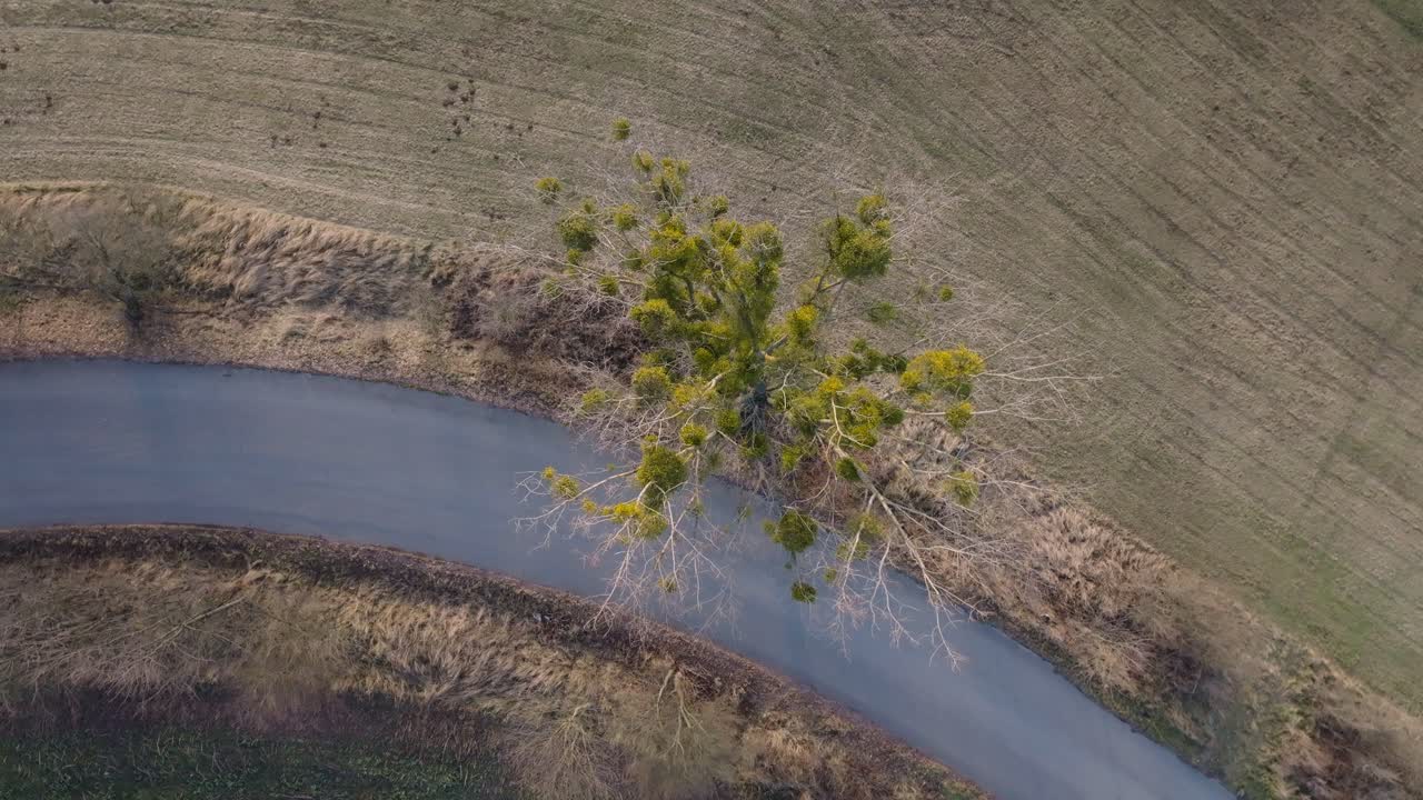 Mistletoe growing on a tree. A parasite iconic for the Christmas holidays. Bird's eye view from a drone