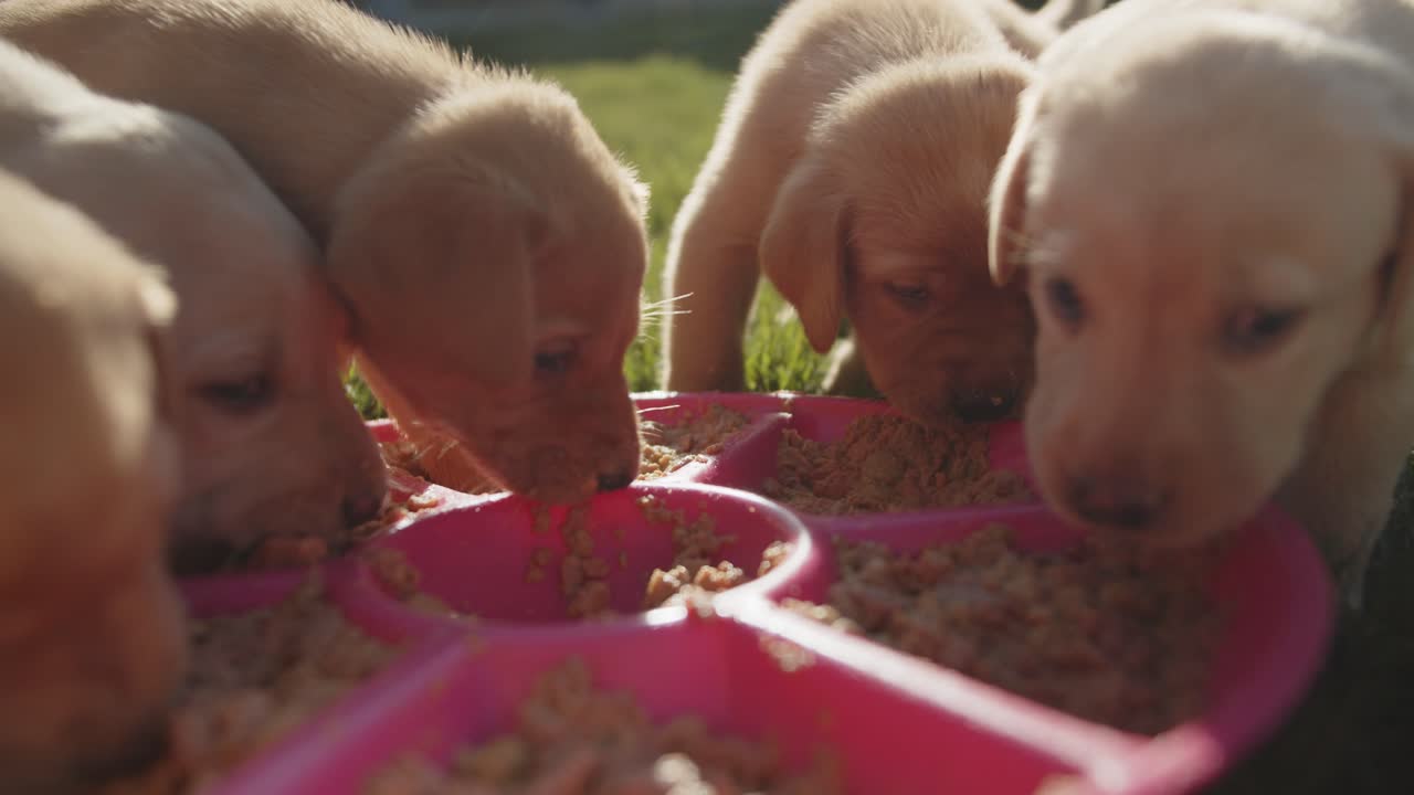 Golden lab puppies crowded around their food bowl eating and being messy - 2