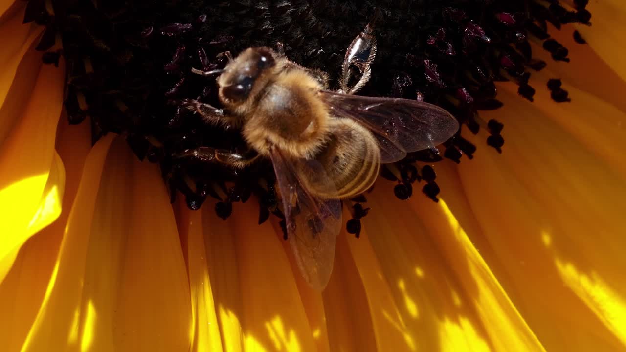 Close-up of a bee collecting nectar from a sunflower's dark center, surrounded by bright yellow petals.