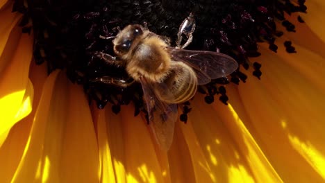 close-up of a bee collecting nectar from a sunflower's dark center, surrounded by bright yellow petals.