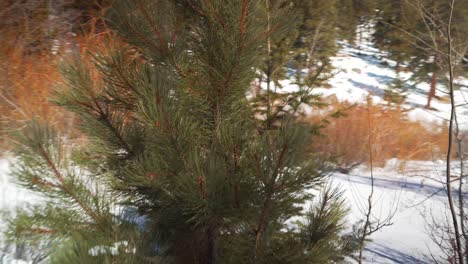 tiro de seguimiento giratorio de un árbol bajo en la ladera de una montaña durante el invierno con árboles marchitos en el fondo