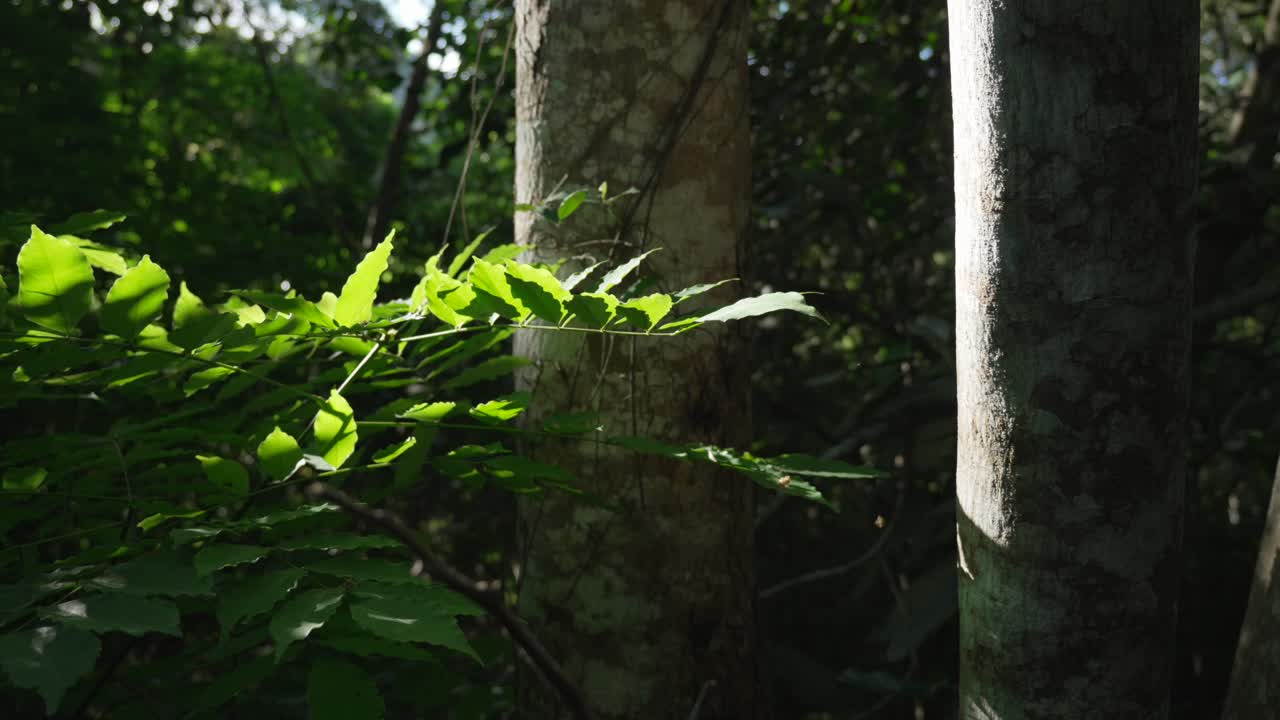 Sunlight glows on lush green jungle leaves in Cat Ba sanctuary, Vietnam