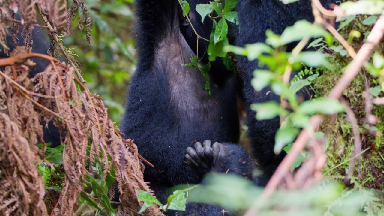 Giovane gorilla di montagna abbraccia la madre mentre gioca tra la fitta vegetazione della foresta afromontana a Bwindi, Uganda occidentale, Africa, primo piano