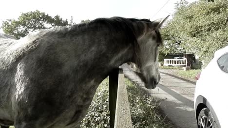 inquisitive horse having nose stroked over fence