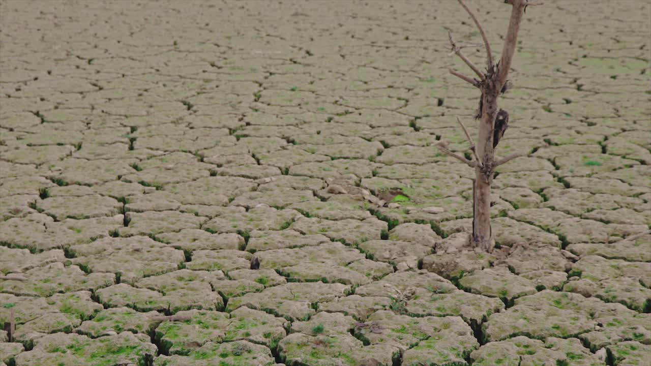 Desert with big cracks destroyed by a severe drought. Dry and arid ground with a dead tree in the middle of it. Wasteland landscape. Global warming concept.