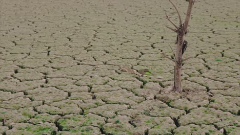 desert with big cracks destroyed by a severe drought. dry and arid ground with a dead tree in the middle of it. wasteland landscape. global warming concept.