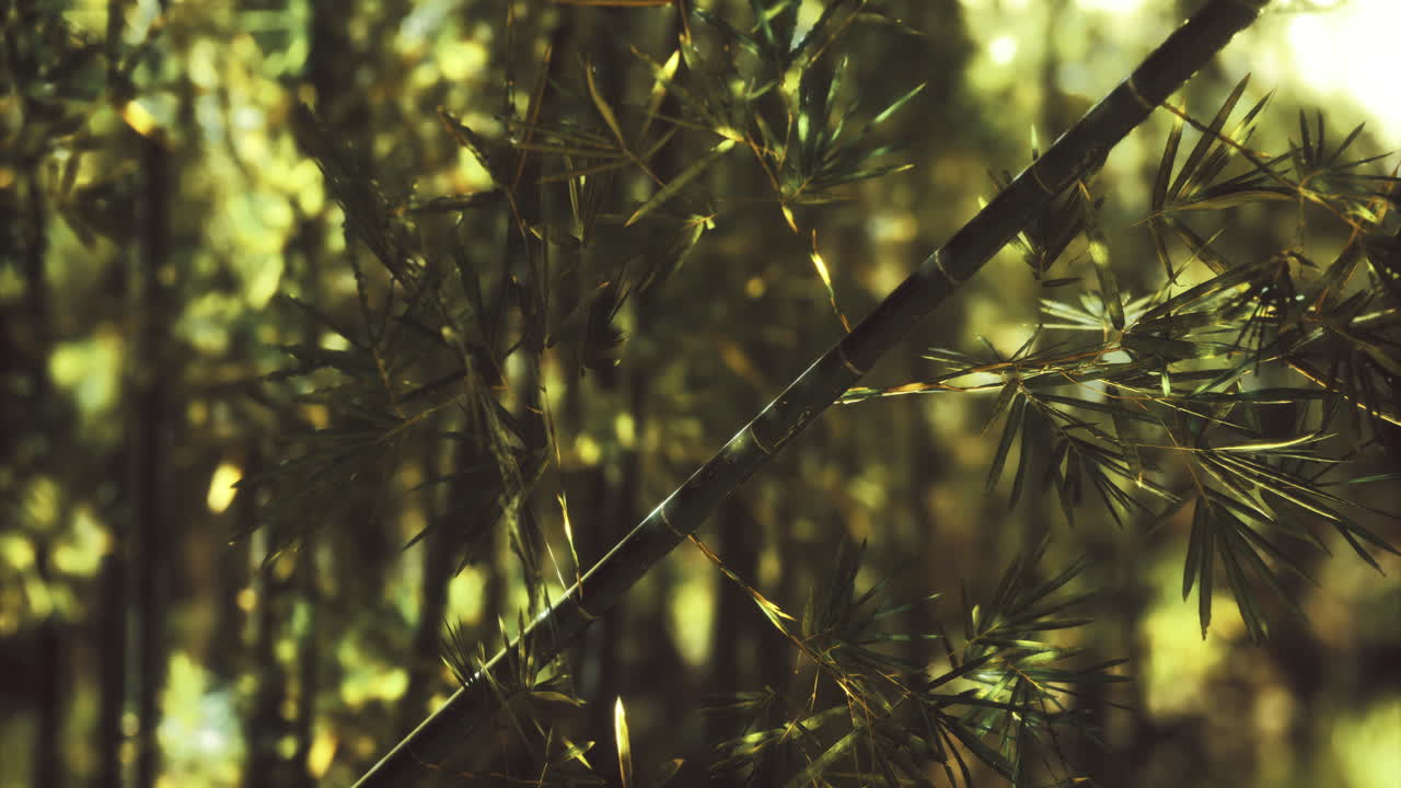 Lush bamboo forest showcasing vibrant greenery and tranquil atmosphere
