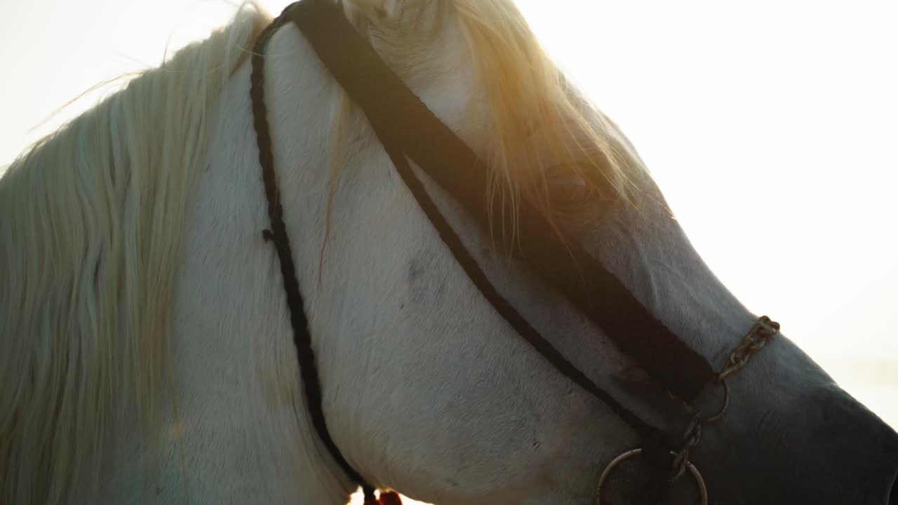 Olhos de cavalo árabe na hora dourada no deserto do Catar-1
