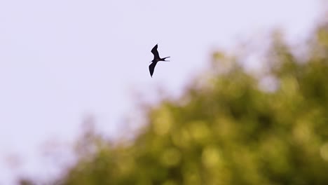 4k-100fps-Frigatebird-flying-high-in-sky,-Low-Angle-Telephoto-Shot-with-tree-bush-in-foreground