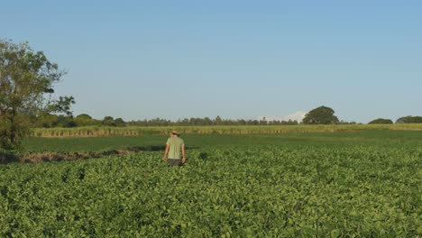 Productor-Rural-De-Soja-Caminando-Hacia-Una-Plantación-De-Soja-Durante-Un-Día-Soleado-En-Dracena---Brasil