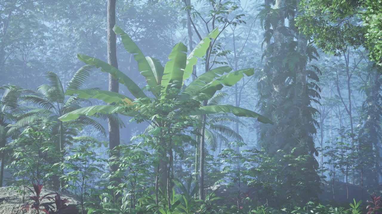 안개 가 가득 한 산림