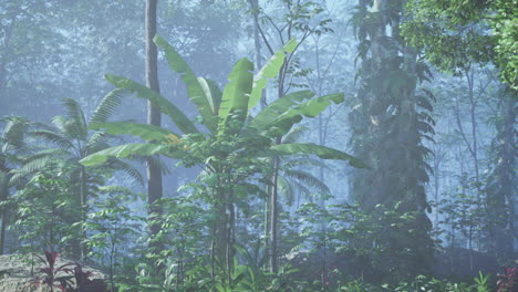 dense jungle with fog