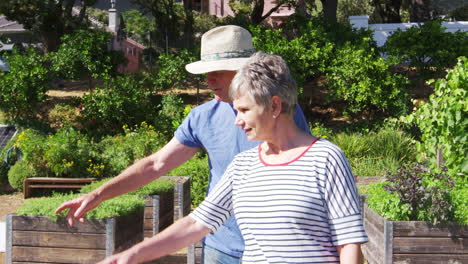 pareja de ancianos comprobando las plantas que crecen en la asignación de la comunidad