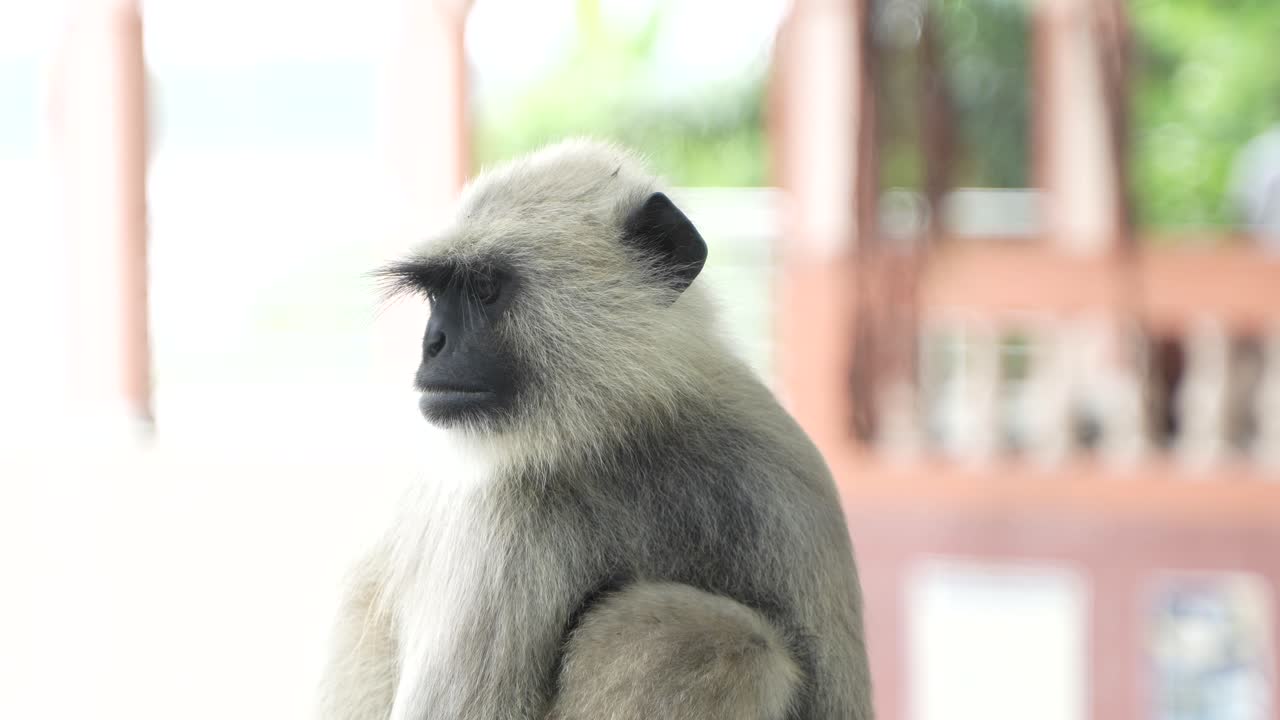 un hanuman o langur está sentado en una pared de hormigón