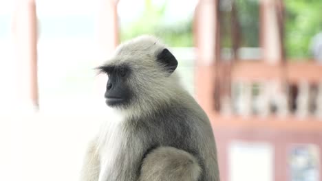 Ein-Hanuman-Oder-Langur-Sitzt-Auf-Einer-Betonmauer