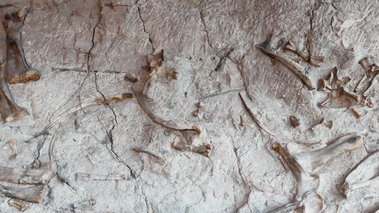 Huesos de dinosaurio fosilizados incrustados en una formación rocosa pálida, fondo en primer plano medio