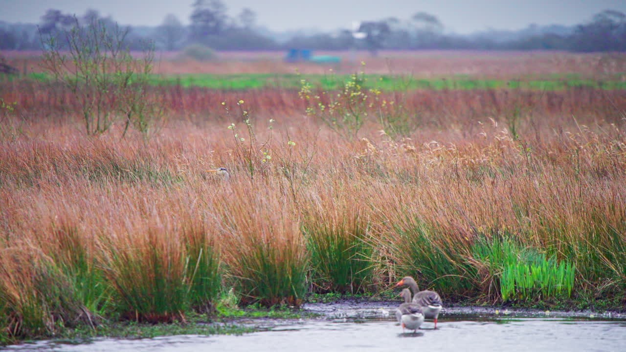 la garza gris caminando en las cañas marrones, los gansos vadeando en el agua de la orilla del lago