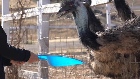 close up features of emus, the second largest living bird after the ostrich