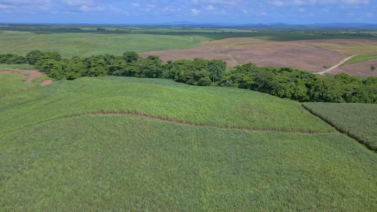 vuelo aéreo de drones sobre el cultivo de campos de caña verde en san pedro de macoris durante el día soleado