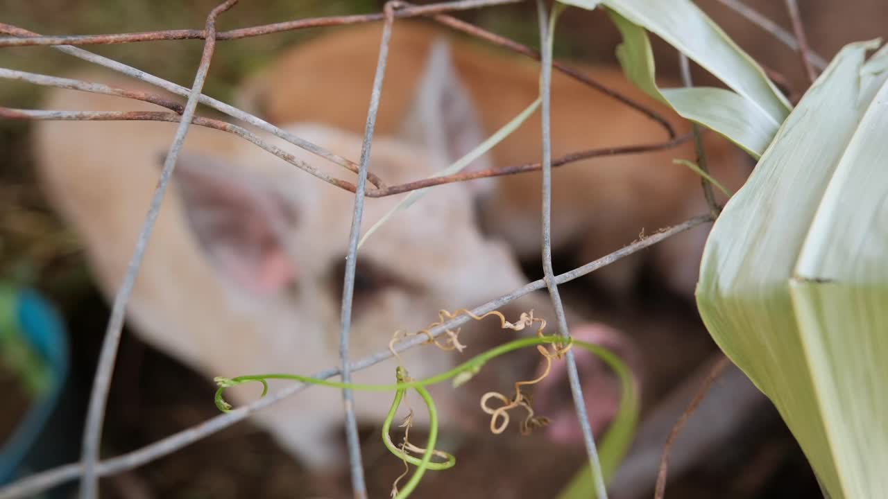 Close-up rack focus of an adult Hawaiian pig hybrid eating inside a natural enclosure. Useful for agriculture, livestock care, biology, and documentary storytelling