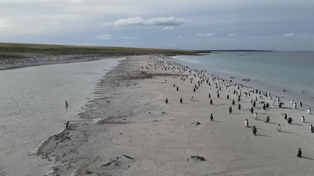 En stor koloni pingviner samles på en hvid sandstrand nær roligt havvand på Falklandsøerne