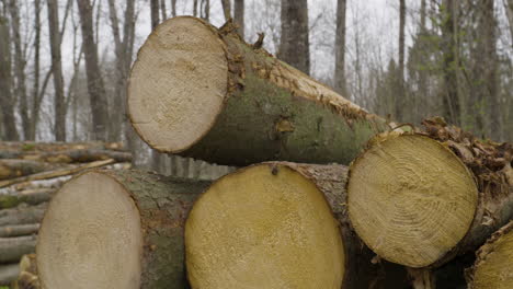 A-Pile-Of-Unmarked-Cut-Trees-In-The-Forest