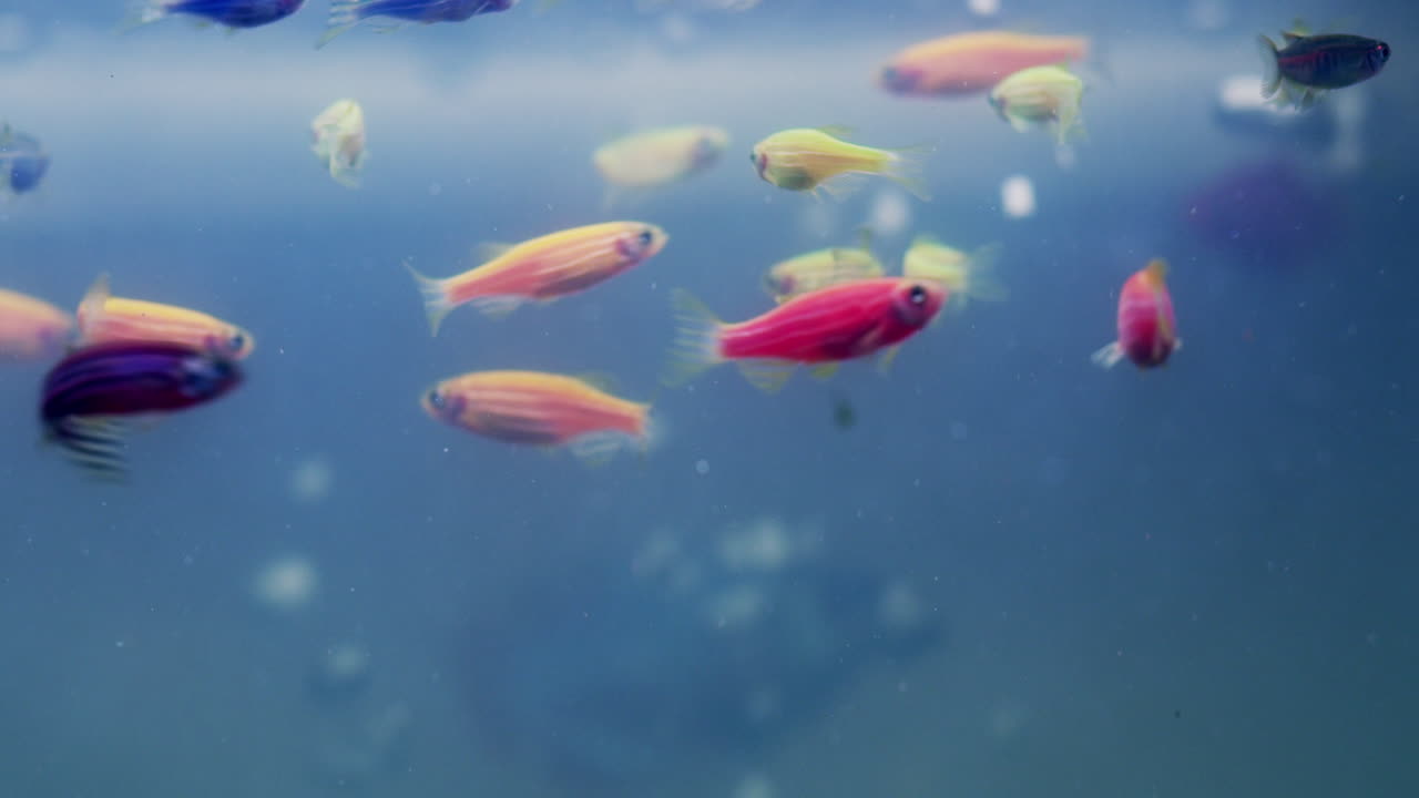 모든 모양과 크기의 물고기