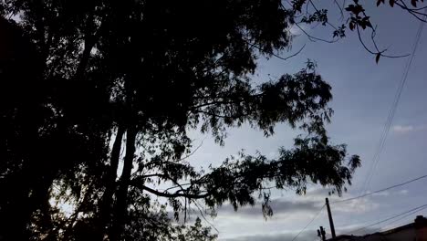 Silhouette of a Tree Against the Sky