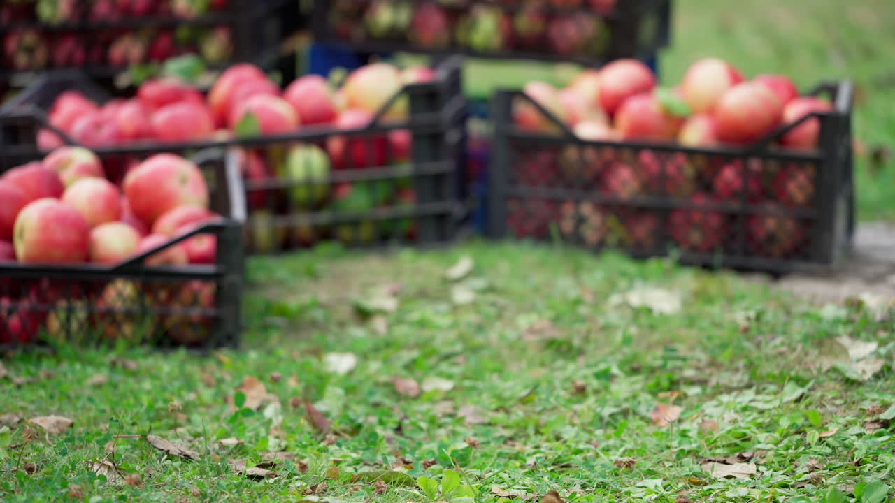 Farmer man or gardener picking box of fresh organic appkes. Basket with red apples in hands at sunset field garden. Farmer with fruit . Agriculture concept.