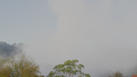 Blanket-of-geothermal-steam-fills-the-air-over-the-trees-in-Rotorua-New-Zealand