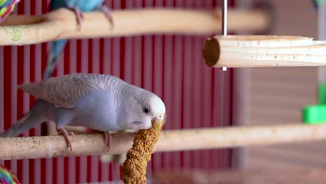 a close up of the loveliest light blue budgie eating her favorite millet seeds from a branch inside the cage