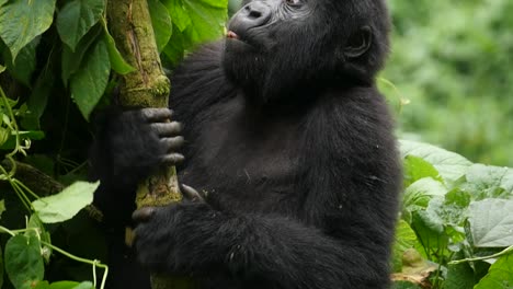 un primer plano, cámara lenta gimbal de un joven gorila de montaña en peligro de extinción, que vive entre su hábitat natural de la selva, bwindi impenetrable bosque parque nacional de uganda, áfrica