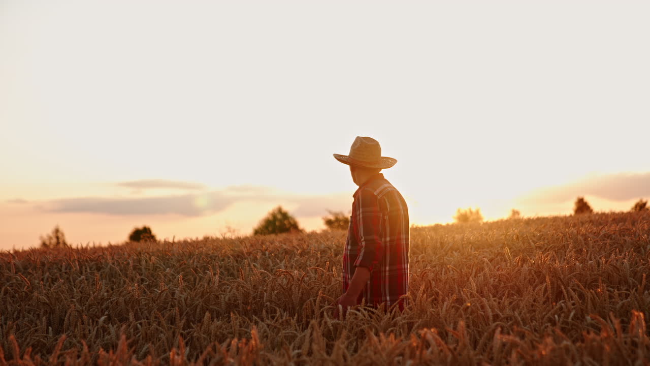Ageing farmer in a straw hat goes though the beautiful field of wheat. Man in a farmland before harvest season.