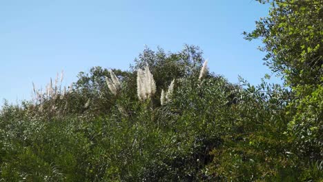 4k cortaderia selloana commonly known as pampas grass shaking in the wind with the blue sky in the background