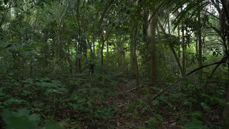 Toma-En-Movimiento-De-Un-Verde-Profundo-Dentro-Del-Bosque.