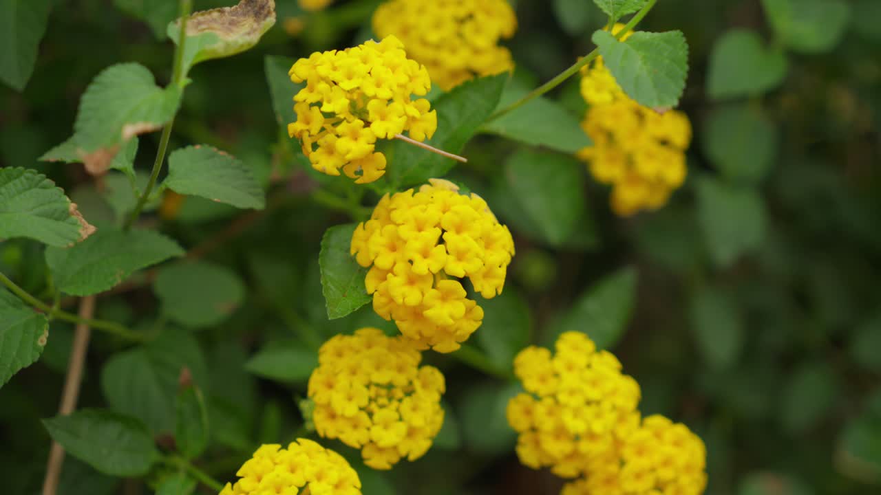 Yellow lantana, perennial flowering plant in the verbena family, Verbenaceae. Close-up video