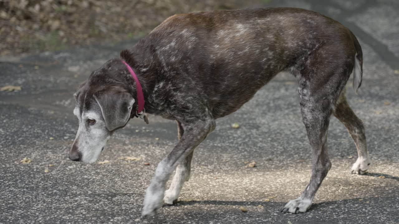 An elderly dog on a morning walk in late summer