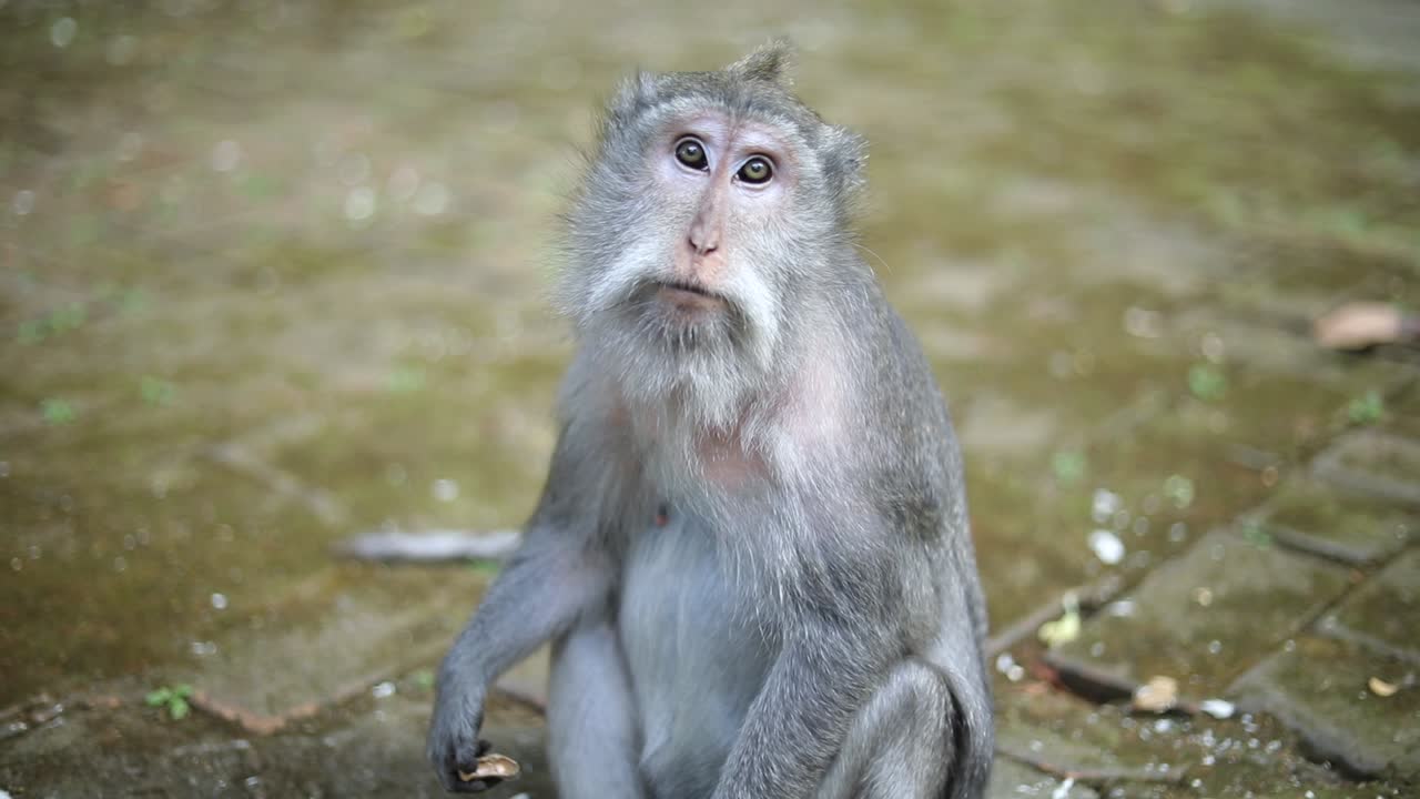 un mono preocupado mirando a la cámara durante unos segundos y luego huyendo