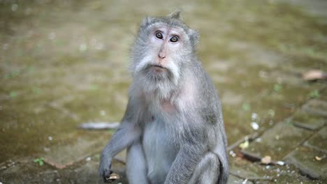 A-concerned-monkey-looking-at-the-camera-for-a-few-seconds-then-running-away