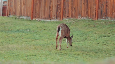 Venado-Cola-Negra-Colombiano-Caminando-Y-Comiendo