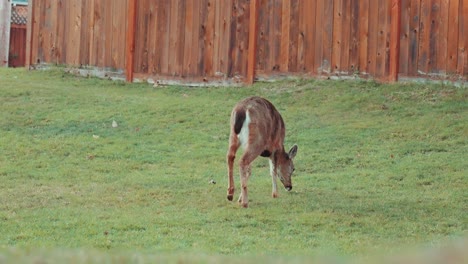columbian black-tailed deer walking and eating